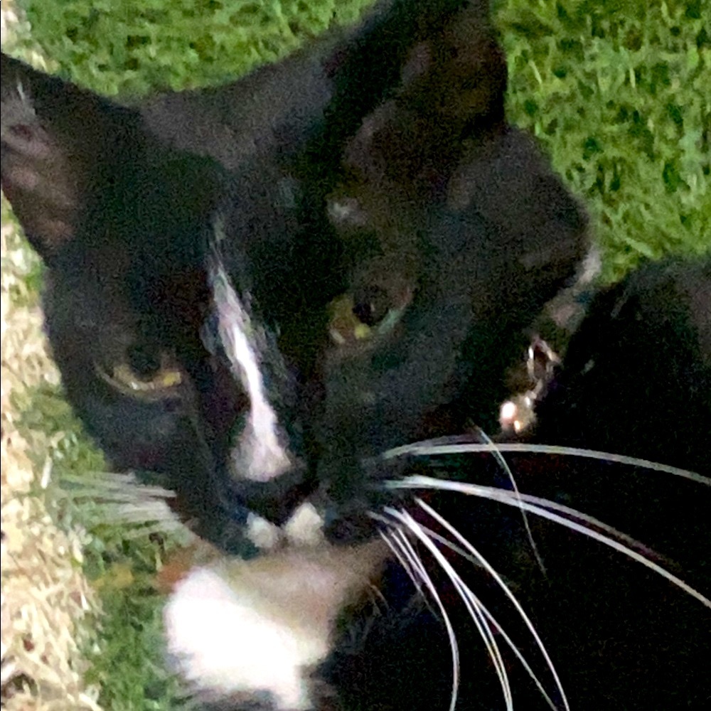 Meet your Posher, Calvin